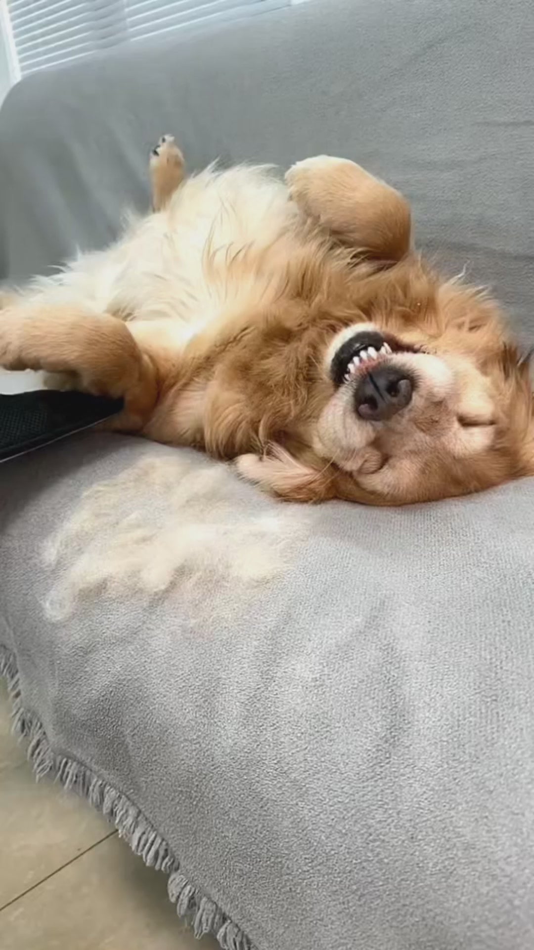 Charger la vidéo : 